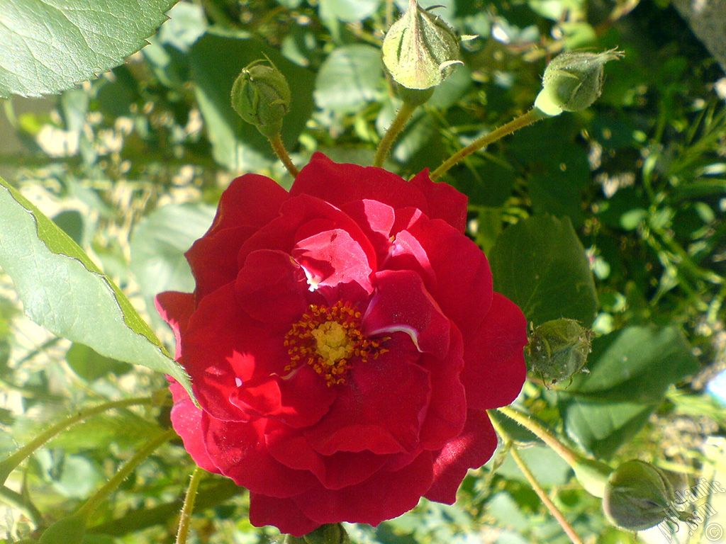 Red rose photo.
