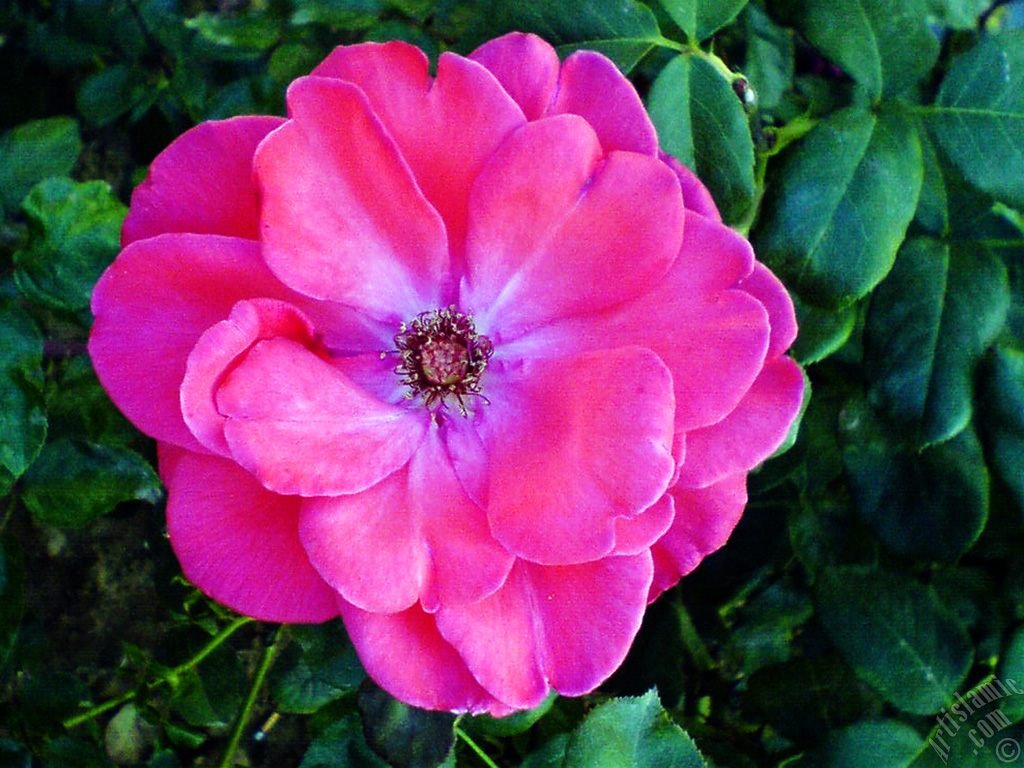 Red rose photo.

