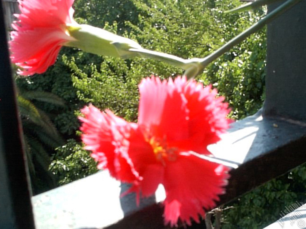 Red color Carnation -Clove Pink- flower.

