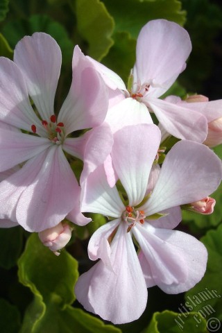A mobile wallpaper and MMS picture for Apple iPhone 7s, 6s, 5s, 4s, Plus, iPods, iPads, New iPads, Samsung Galaxy S Series and Notes, Sony Ericsson Xperia, LG Mobile Phones, Tablets and Devices: Pink Colored Pelargonia -Geranium- flower.
