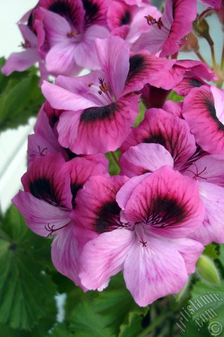 A mobile wallpaper and MMS picture for Apple iPhone 7s, 6s, 5s, 4s, Plus, iPods, iPads, New iPads, Samsung Galaxy S Series and Notes, Sony Ericsson Xperia, LG Mobile Phones, Tablets and Devices: Dark pink mottled Pelargonia -Geranium- flower.
