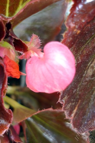 A mobile wallpaper and MMS picture for Apple iPhone 7s, 6s, 5s, 4s, Plus, iPods, iPads, New iPads, Samsung Galaxy S Series and Notes, Sony Ericsson Xperia, LG Mobile Phones, Tablets and Devices: Wax Begonia -Bedding Begonia- with pink flowers and brown leaves.
